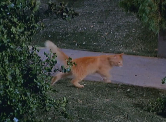 Get Smart - The Spirit is Willing - ginger tabby cat walking out of bush