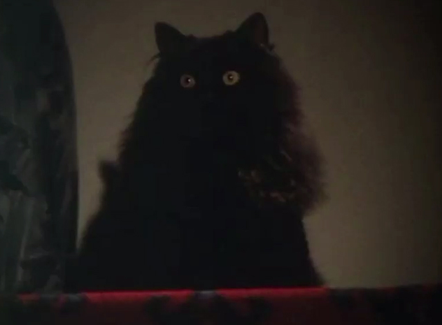 A Ghost Story for Christmas - The Stalls of Barchester - longhair black cat at top of stairs