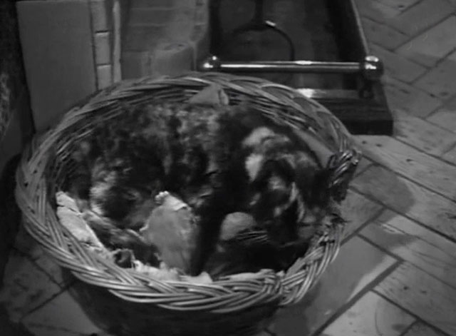 The Gold Robbers - Rough Trade - tortoiseshell cat Mitzy in basket with her kittens