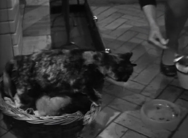 The Gold Robbers - Rough Trade - tortoiseshell cat Mitzy climbing out of basket with her kittens to approach bowl