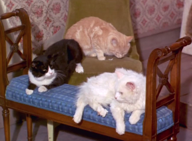 Green Acres - It's Human to be Humane - ginger tabby tuxedo and white cats sitting on bench and chair