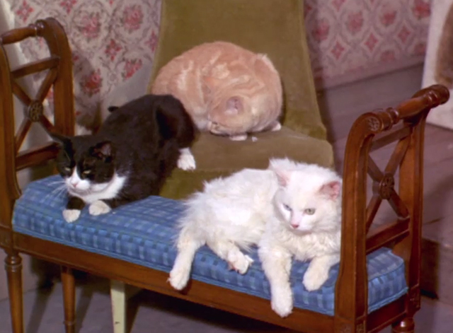 Green Acres - It's Human to be Humane - ginger tabby tuxedo and white cats sitting on bench and chair