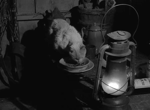 Gunsmoke - Belle's Back - white cat eating from bowl in stable