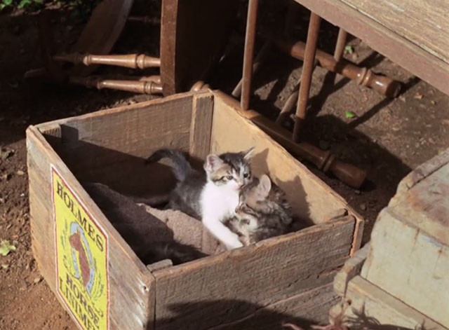 Gunsmoke - Celia - tabby kittens in box