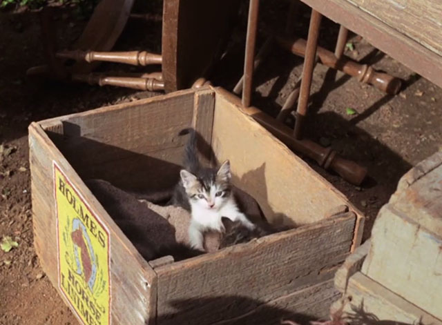 Gunsmoke - Celia - tabby kittens in box