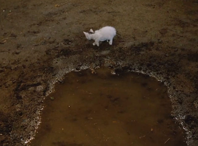 Gunsmoke - The Nightriders - white kitten with black markings on muddy road