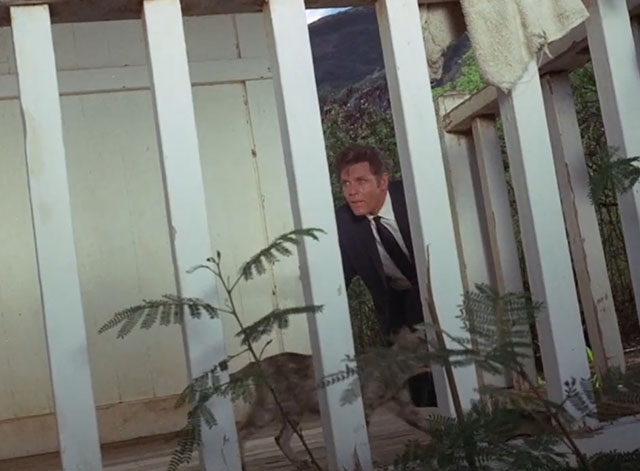 Hawaii Five-0 - The Devil and Mr. Frog - tortoishell cat on porch passing in front of McGarett Jack Lord