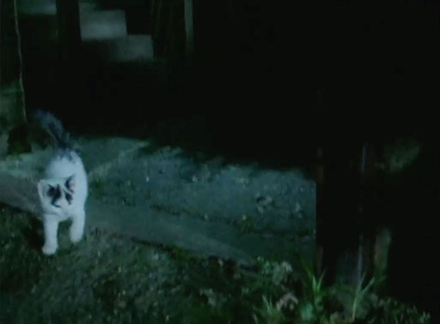 Jonathan Creek - The Problem at Gallows Gate, part 1 - white kitten with black markings running outside