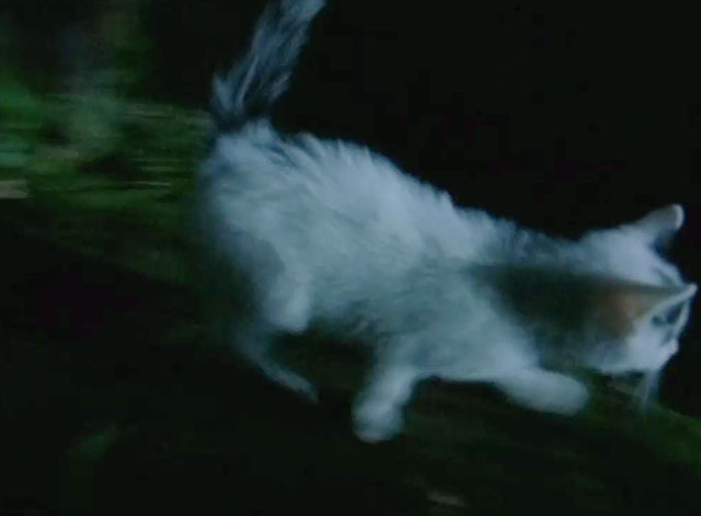 Jonathan Creek - The Problem at Gallows Gate, part 1 - white kitten with black markings running outside