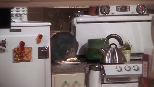 The King of Queens - Inn Escapable - long haired tabby cat on kitchen counter licking butter