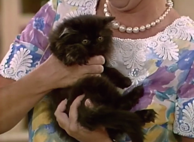 Mama's Family - Cat's Meow - close up of black Persian kitten Sunshine