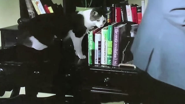 Mannix - The Survivor Who Wasn't - gray and white tuxedo cat jumping on table with books