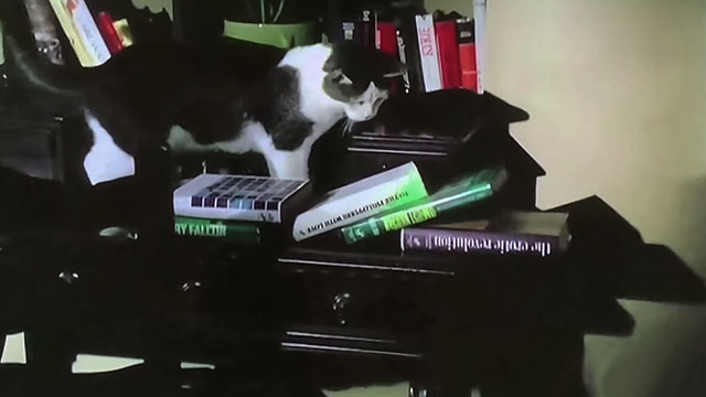 Mannix - The Survivor Who Wasn't - gray and white tuxedo cat jumping on table knocking over books