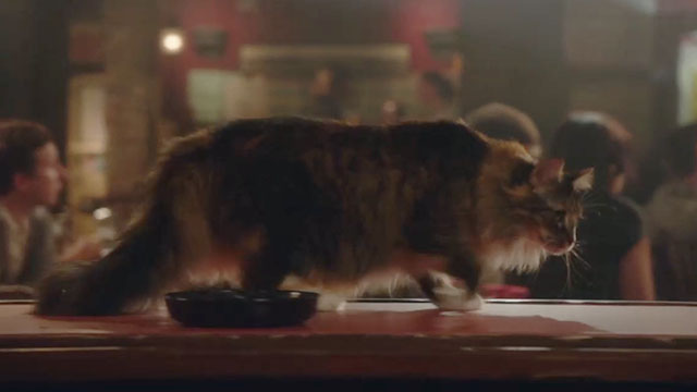 The Marvelous Mrs. Maisel - Pilot - longhair tortoiseshell cat on bar