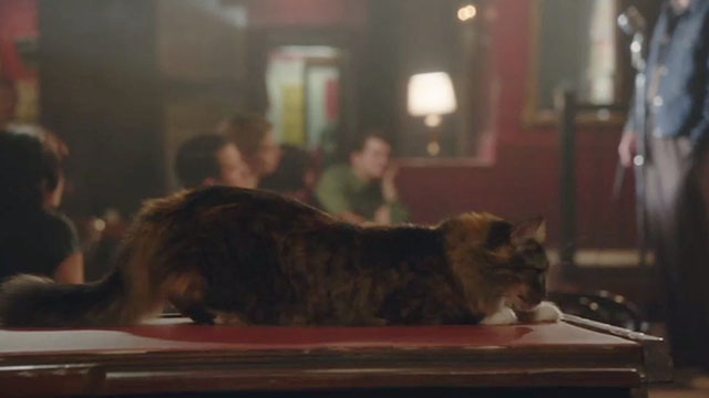 The Marvelous Mrs. Maisel - Pilot - longhair tortoiseshell cat lying on bar