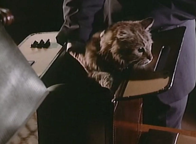 Matlock - The Dare - longhair brown tabby cat Mo inside briefcase