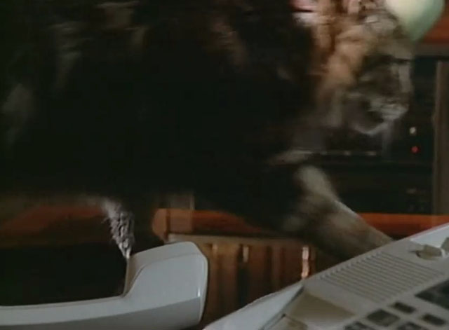 Matlock - The Dare - longhair brown tabby cat Mo walking past phone on desk