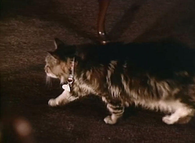 Matlock - The Dare - longhair brown tabby cat Mo walking across office floor