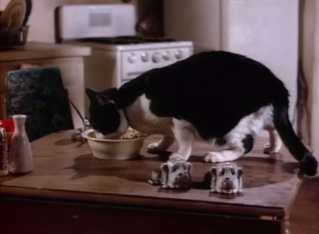 Matlock - Santa Claus - tuxedo cat Jonathan eating from bowl on table