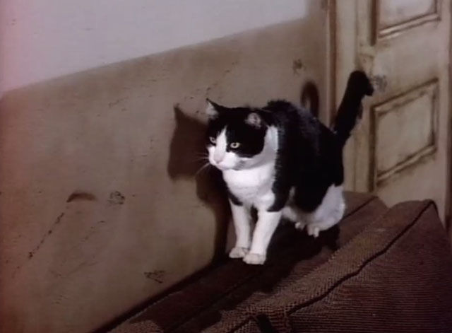 Matlock - Santa Claus - tuxedo cat Jonathan standing on back of couch