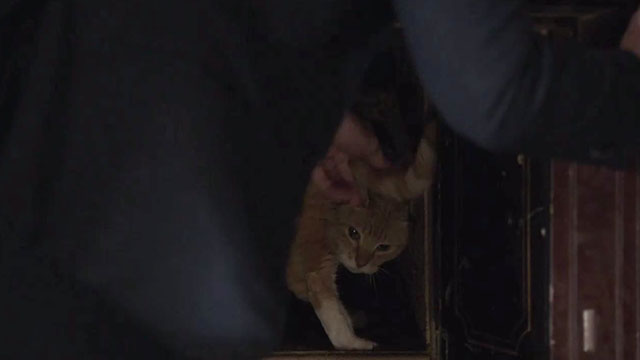 The Mentalist - Red and Itchy - white and ginger tabby cat being placed in safe