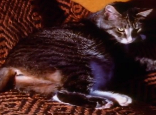 Mister Rogers' Neighborhood - mama tabby cat about to give birth