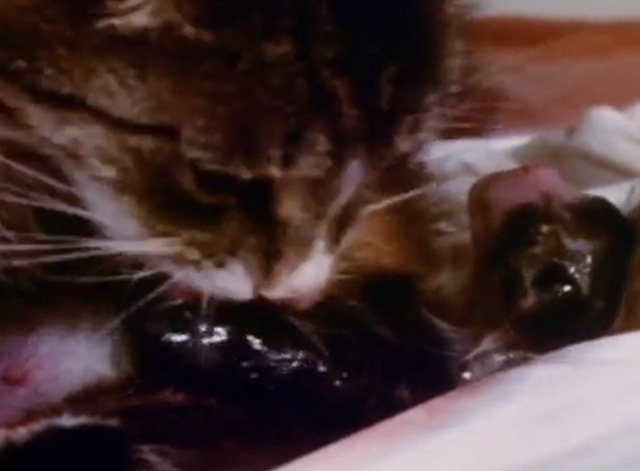 Mister Rogers' Neighborhood - mama tabby cat licking newborn kitten