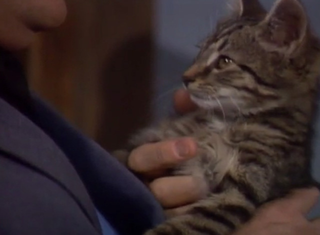 Mister Rogers' Neighborhood - close up of Jimmy tabby kitten being handed by Fred Rogers to Mr. McFeely