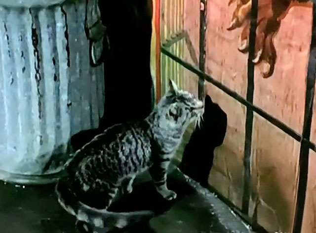 My Favorite Martian - Butterball - gray tabby cat looking at wall in alley