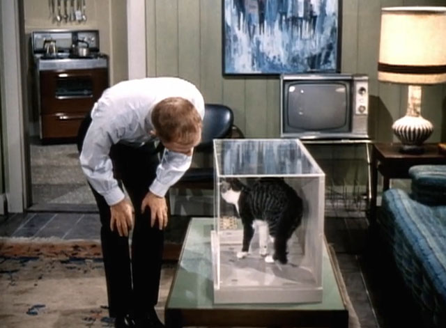 My Favorite Martian - I'd Rather Fight Than Switch - Martin Ray Walston looking at gray tabby and white cat in glass case