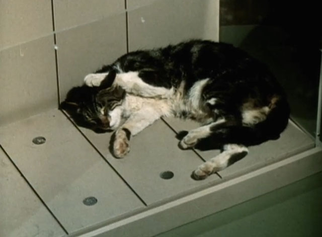 My Favorite Martian - I'd Rather Fight Than Switch - gray tabby and white cat lying with paw over head in glass case