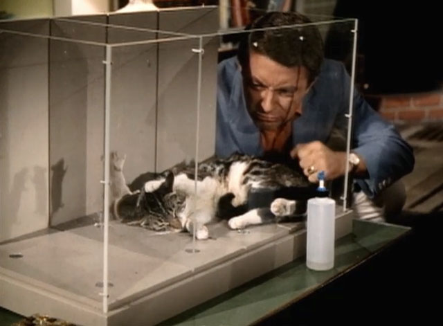 My Favorite Martian - I'd Rather Fight Than Switch - Tim Bill Bixby looking at gray tabby and white cat and mouse hopping in glass case