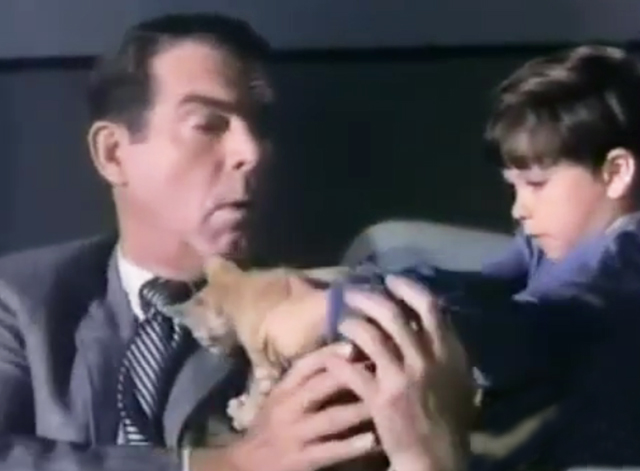 My Three Sons - The Littlest Rebel - boy handing Steve Fred MacMurray a tiny ginger tabby kitten in movie theater