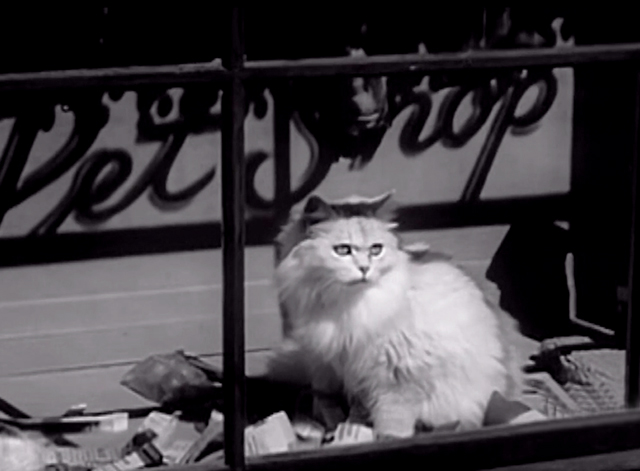 My Three Sons - The Practical Shower - long haired white cat in pet shop window