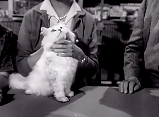 My Three Sons - The Practical Shower - long haired white cat in pet shop