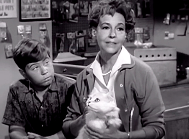 My Three Sons - The Practical Shower - long haired white cat in pet shop with Chip Stanley Livingston and Miss Olander Shirley O'Hara