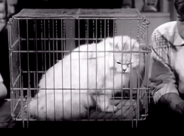 My Three Sons - The Practical Shower - long haired white cat in pet shop cage