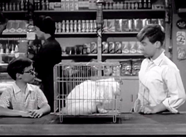 My Three Sons - The Practical Shower - long haired white cat in pet shop cage with Chip Stanley Livingston and Ernie Barry Livingston