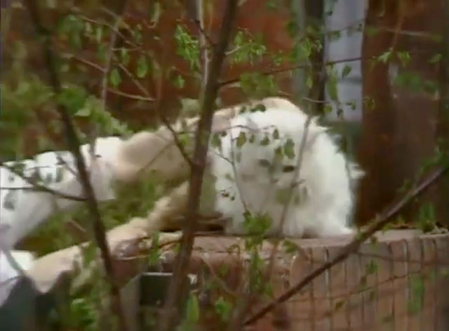 On the Buses - Gardening Time - white Persian cat Tibbles on wall