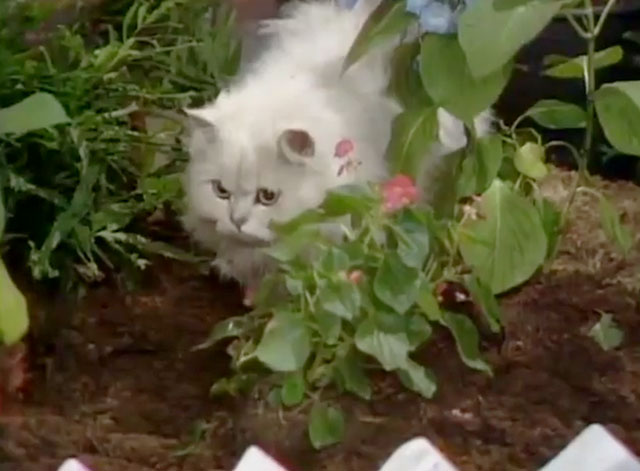 On the Buses - Gardening Time - white Persian cat Tibbles in garden