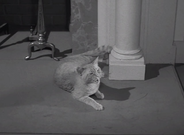 The Outer Limits - Soldier - tabby cat Macbeth Orangey