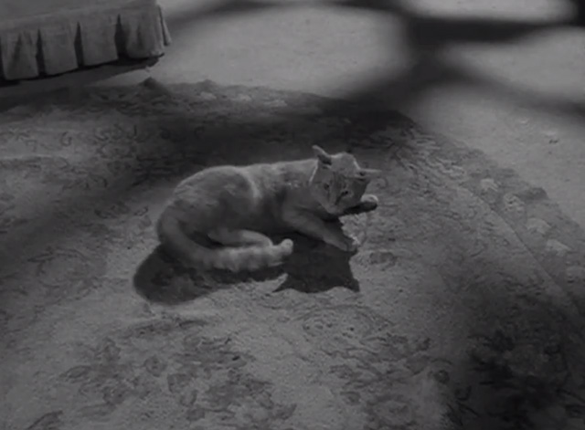 The Outer Limits - Soldier - tabby cat Macbeth Orangey angry on rug