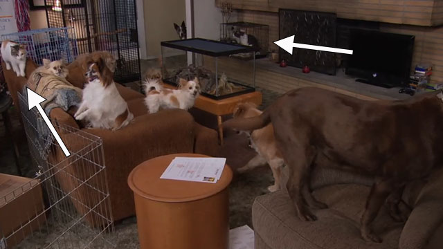 Parks and Recreation - Live Ammo - cats and dogs in living room