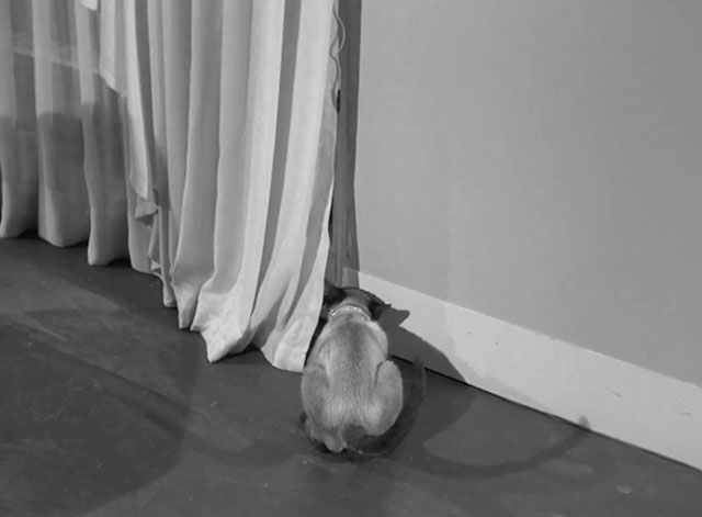 Perry Mason - The Case of the Golden Fraud - Siamese cat playing with wire behind curtain