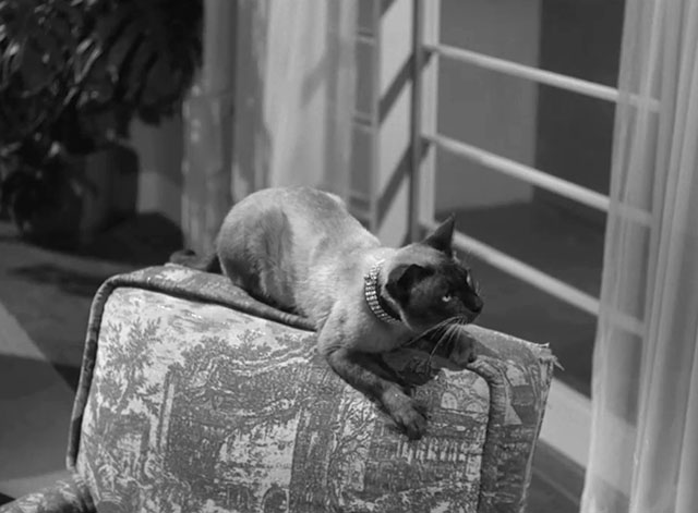 Perry Mason - The Case of the Golden Fraud - Siamese cat on back of chair