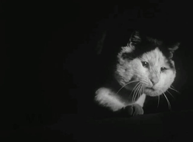 Peter Gunn - Spell of Murder - black and white large cat Ben