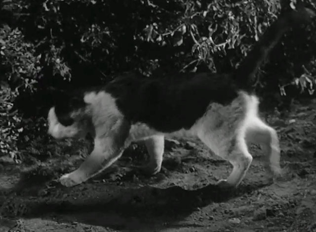 Peter Gunn - Spell of Murder - black and white large cat Ben walking toward bushes