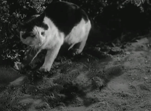 Peter Gunn - Spell of Murder - black and white large cat Ben cowering under bushes