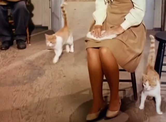 Petticoat Junction - Hawaii Calling - cats running into general store