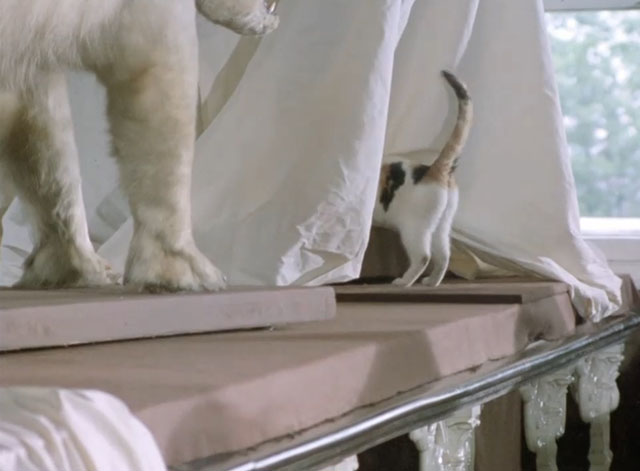 Poirot - The Veiled Lady - calico cat ducking under sheet over museum piece